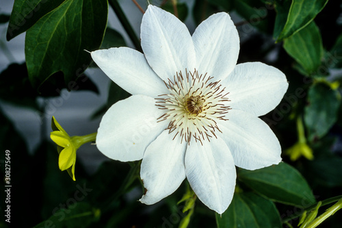 clematite à grandes fleurs, Clematis lanuginosa photo