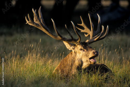 Cerf élaphe, brame, Cervus elaphus