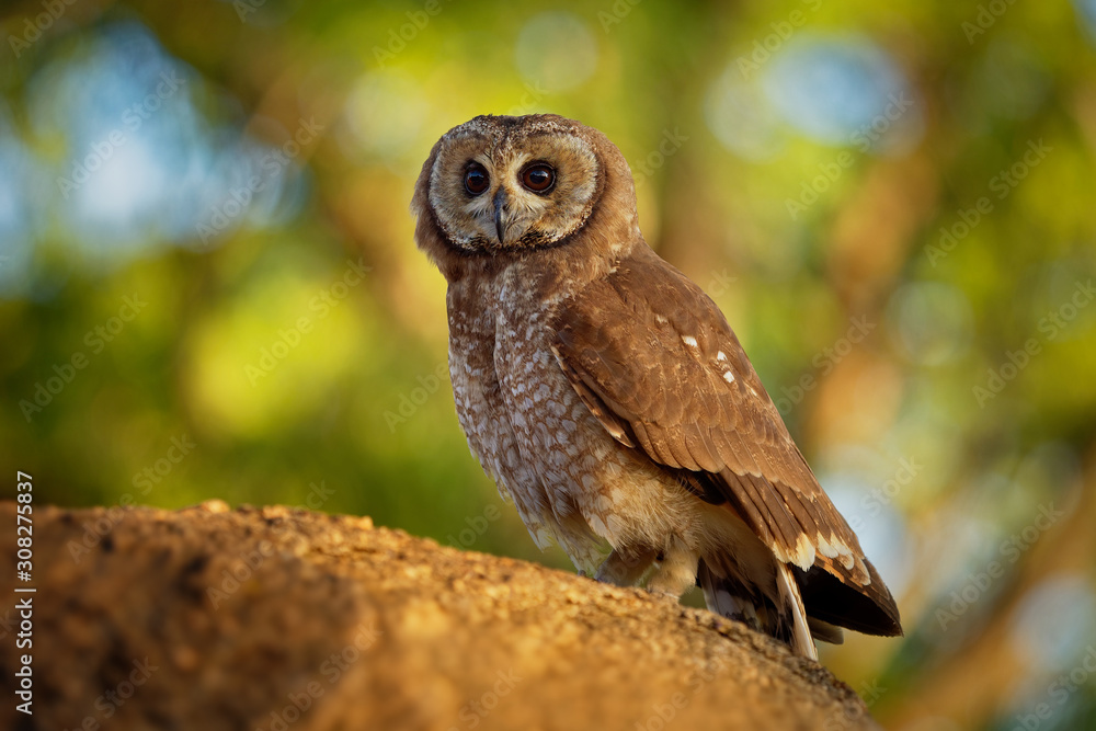 African WoodOwl Strix woodfordii typical brown owl from the genus