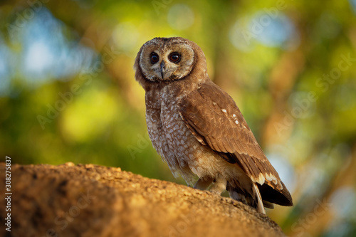 African Wood-Owl - Strix woodfordii typical brown owl from the genus Strix in the family Strigidae which is widespread in sub-Saharan Africa photo