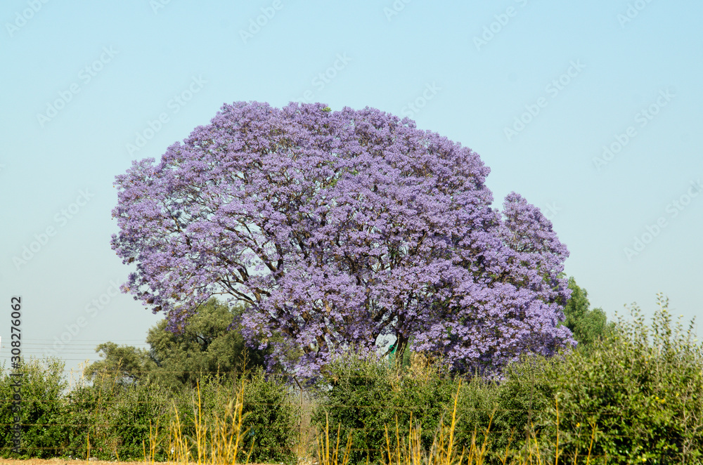 SAFLAX - Kit De Culture - Grenadille - 40 Graines - Passiflora Edulis