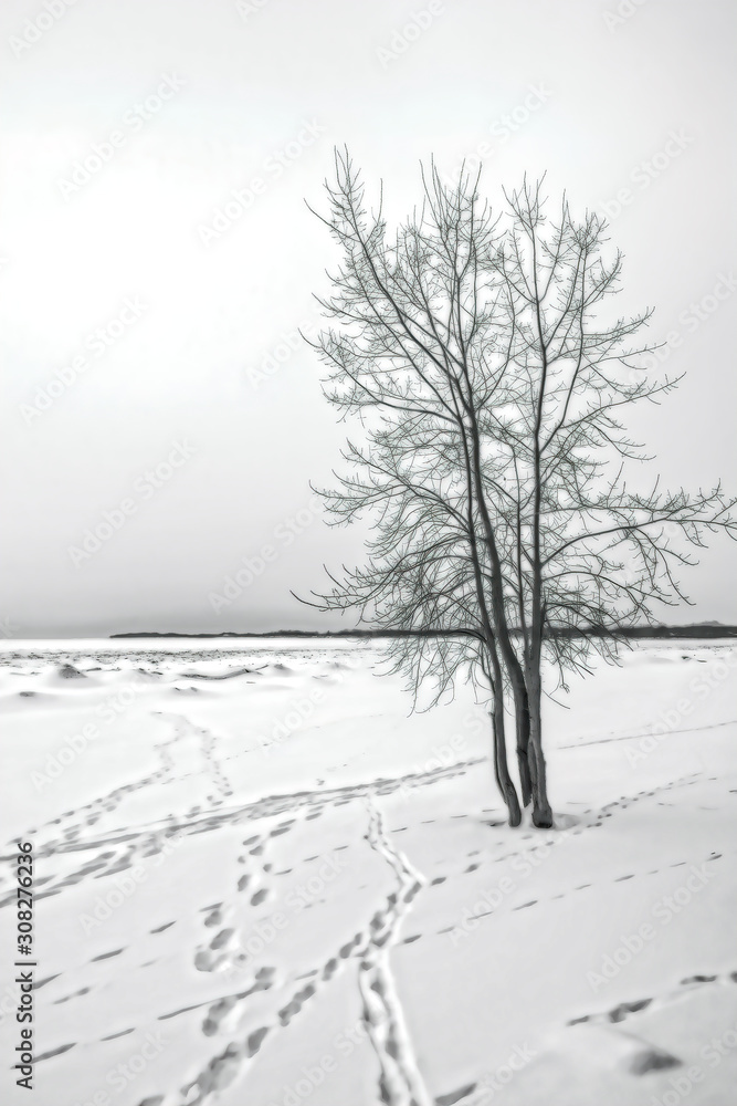 Fototapeta premium Winter Beach Tracks