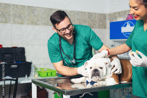 Happy veterinarians examining dog in clinic. Dog at the vet clinic.