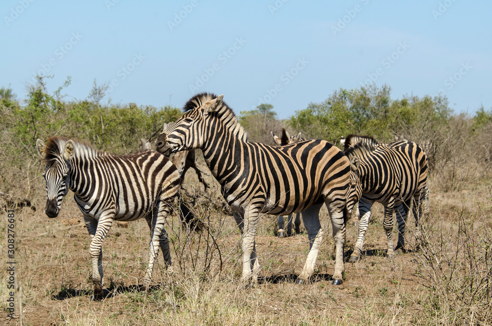 Zèbre de Burchell, Equus quagga, Parc national Kruger, Afrique du Sud Zèbre de Burchell, Equus quagga, Parc national Kruger, Afrique du Sud