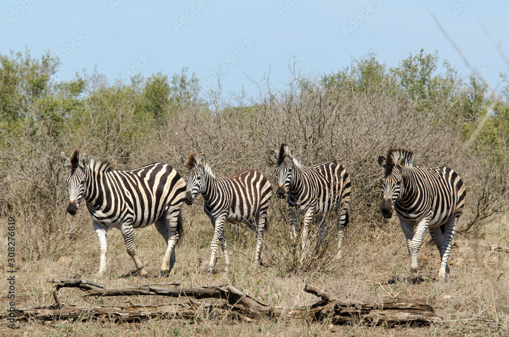 Zèbre de Burchell, Equus quagga, Parc national Kruger, Afrique du Sud