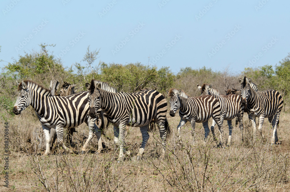 Zèbre de Burchell, Equus quagga, Parc national Kruger, Afrique du Sud Zèbre de Burchell, Equus quagga, Parc national Kruger, Afrique du Sud