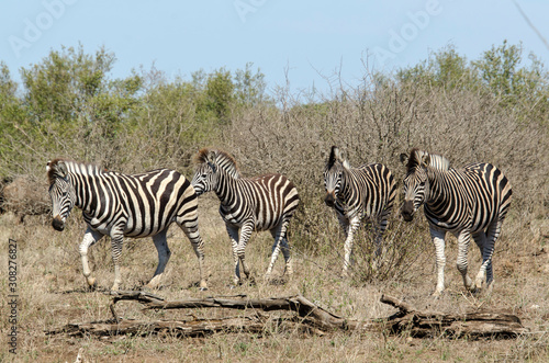 Z  bre de Burchell  Equus quagga  Parc national Kruger  Afrique du Sud