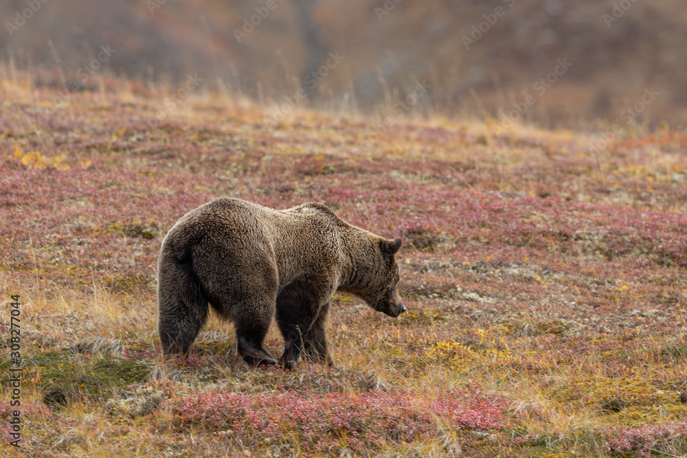 Grizzly Bear in Denali National Park Alaska in Autumn Grizzly Bear in Denali National Park Alaska in Autumn