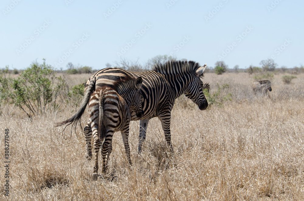 Fototapeta premium Zèbre de Burchell, Equus quagga, Parc national Kruger, Afrique du Sud