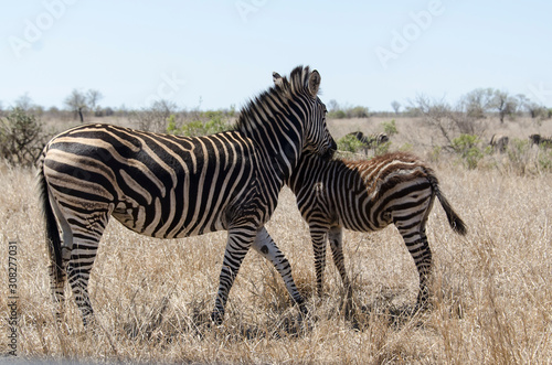 Z  bre de Burchell  Equus quagga  Parc national Kruger  Afrique du Sud