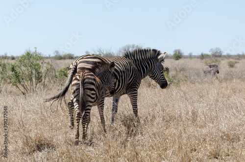 Z  bre de Burchell  Equus quagga  Parc national Kruger  Afrique du Sud