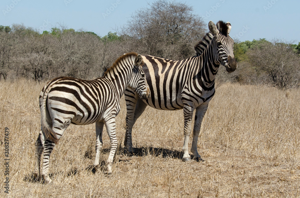Zèbre de Burchell, Equus quagga, Parc national Kruger, Afrique du Sud Zèbre de Burchell, Equus quagga, Parc national Kruger, Afrique du Sud