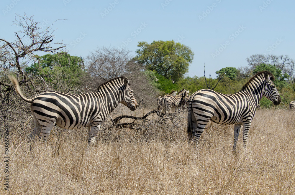 Obraz premium Zèbre de Burchell, Equus quagga, Parc national Kruger, Afrique du Sud