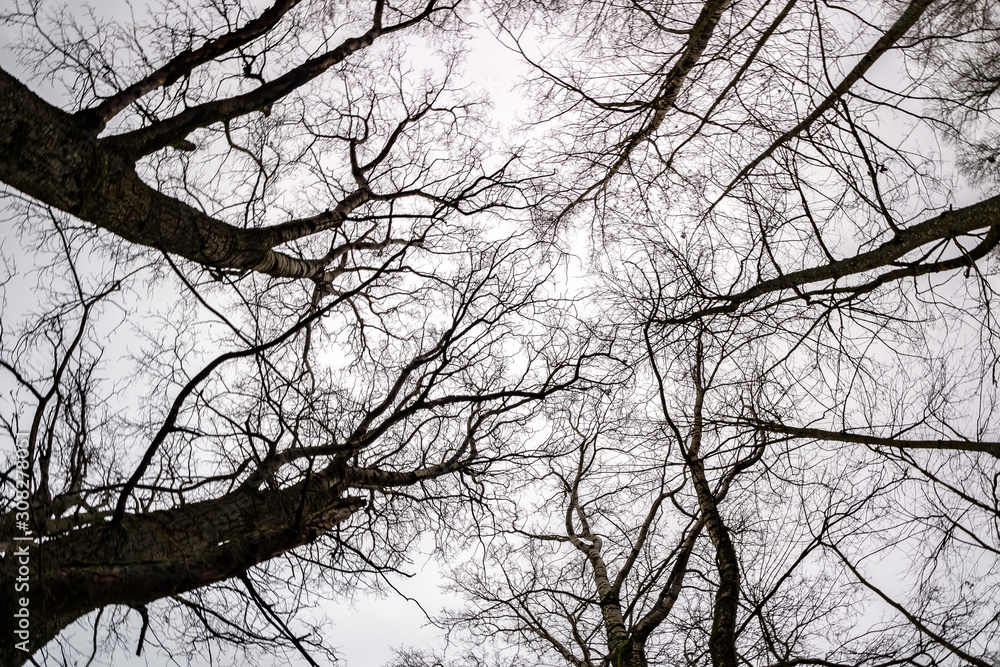 bare crowns and clumsy branches of huge oak trees growing in the pale gray sky bare crowns and clumsy branches of huge oak trees growing in the pale gray sky