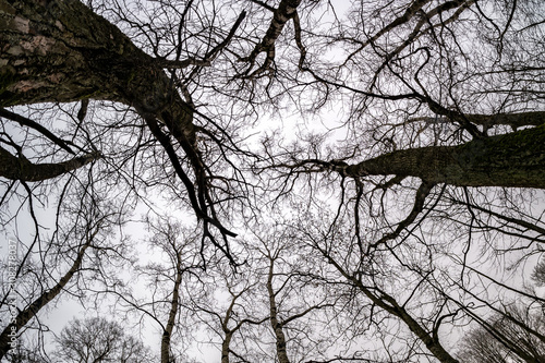 bare crowns and clumsy branches of huge oak trees growing in the pale gray sky