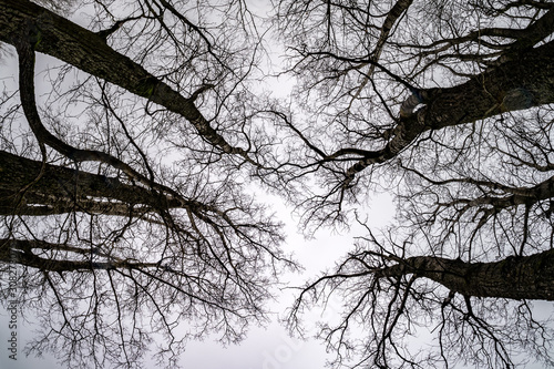 bare crowns and clumsy branches of huge oak trees growing in the pale gray sky