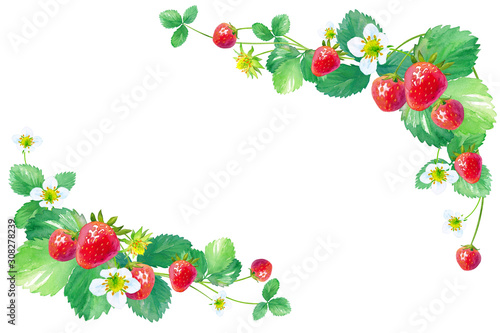 イチゴの水彩イラスト フレームデザイン Stock Illustration Adobe Stock