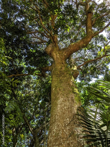 tree in the forest