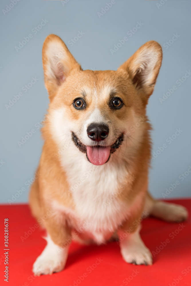 Tired Corgi dog lies on a red coverlet after active games. His mouth is open and his tongue is out. Dog is thirsty. Copy space