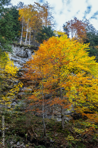 Autumn Alps mountain forest. Near Gosauseen or Vorderer Gosausee lake  Upper Austria. Dachstein summit and glacier in far.