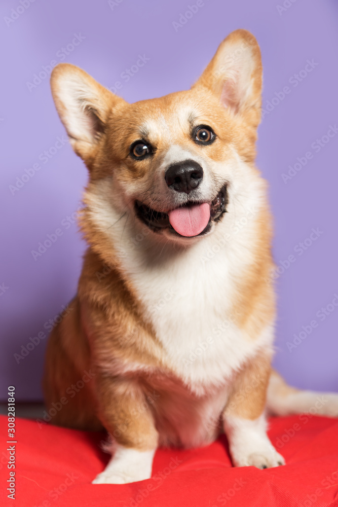 Portrait of a Corgi dog. Dog sits on a purple background and looks at the camera. His mouth is open and his tongue is out. Ears stick out. Copy space Portrait of a Corgi dog. Dog sits on a purple background and looks at the camera. His mouth is open and his tongue is out. Ears stick out. Copy space