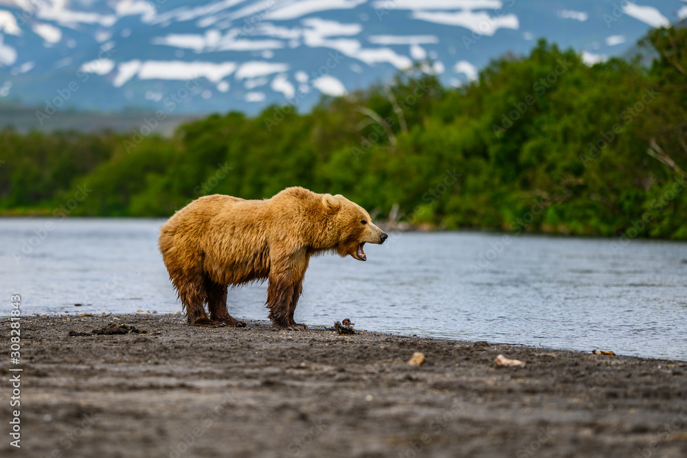 Ruling the landscape, brown bears of Kamchatka (Ursus arctos beringianus) Ruling the landscape, brown bears of Kamchatka (Ursus arctos beringianus)
