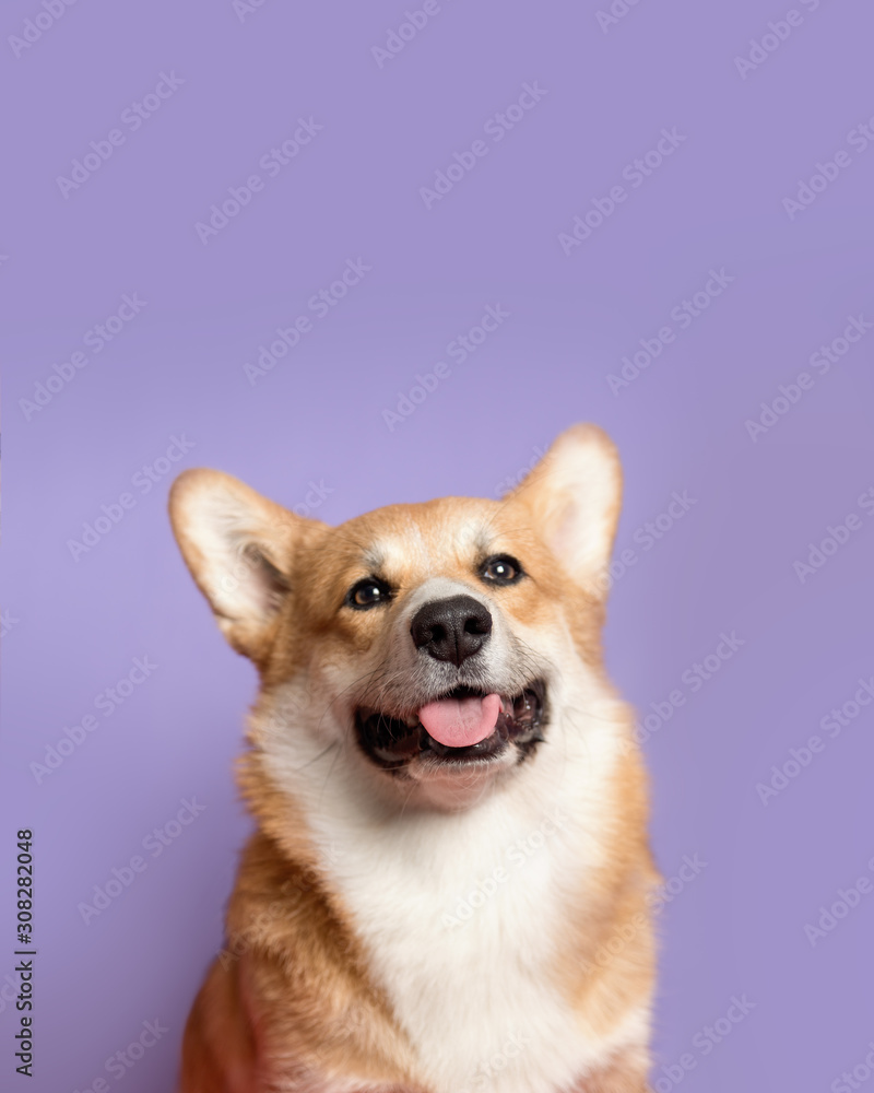Portrait of a Corgi dog. Dog sits on a purple background and looks at the camera. His mouth is open and his tongue is out. Ears stick out. Copy space