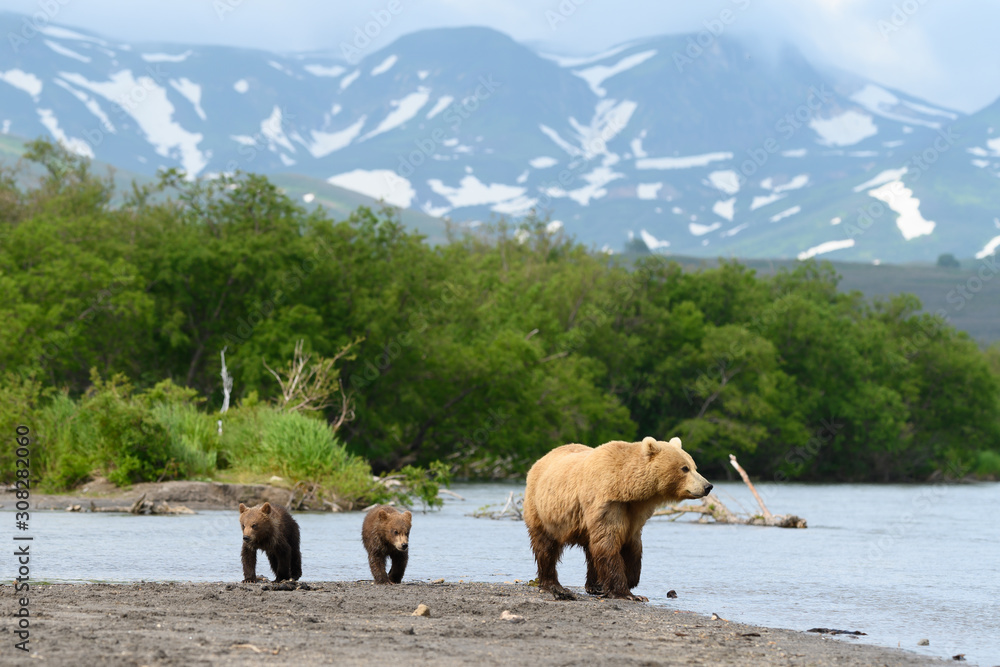 Ruling the landscape, brown bears of Kamchatka (Ursus arctos beringianus)