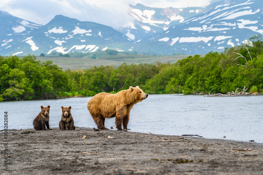 Ruling the landscape, brown bears of Kamchatka (Ursus arctos beringianus) Ruling the landscape, brown bears of Kamchatka (Ursus arctos beringianus)