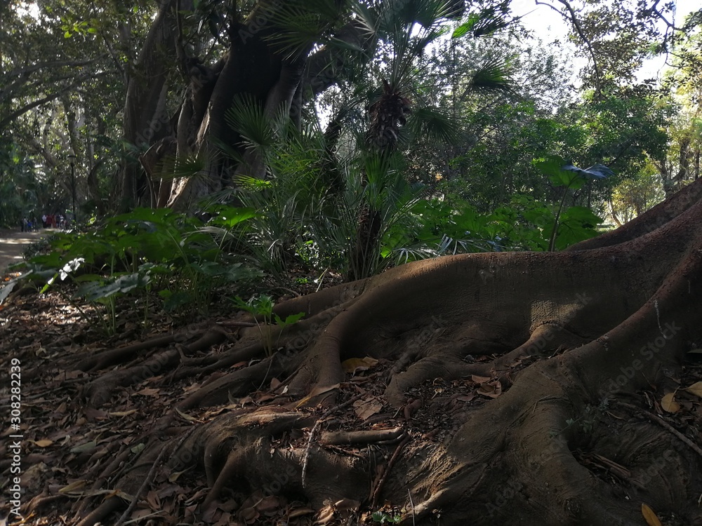 The giant ficus trees at the Botanical garden in Algiers The giant ficus trees at the Botanical garden in Algiers
