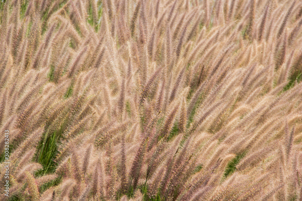 espigas doradas de hierba 