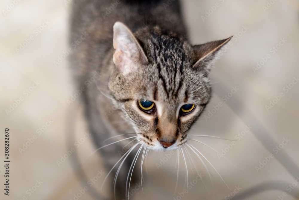 Fototapeta premium Housecat