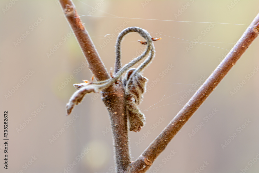 Fototapeta premium The awakening of nature in spring