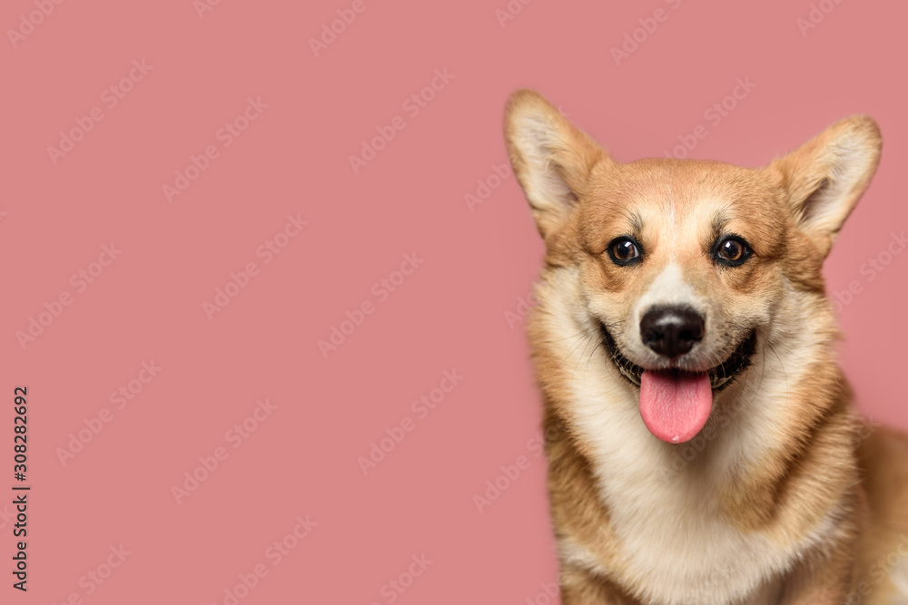 Why Is My Dogs Tongue Light Pink