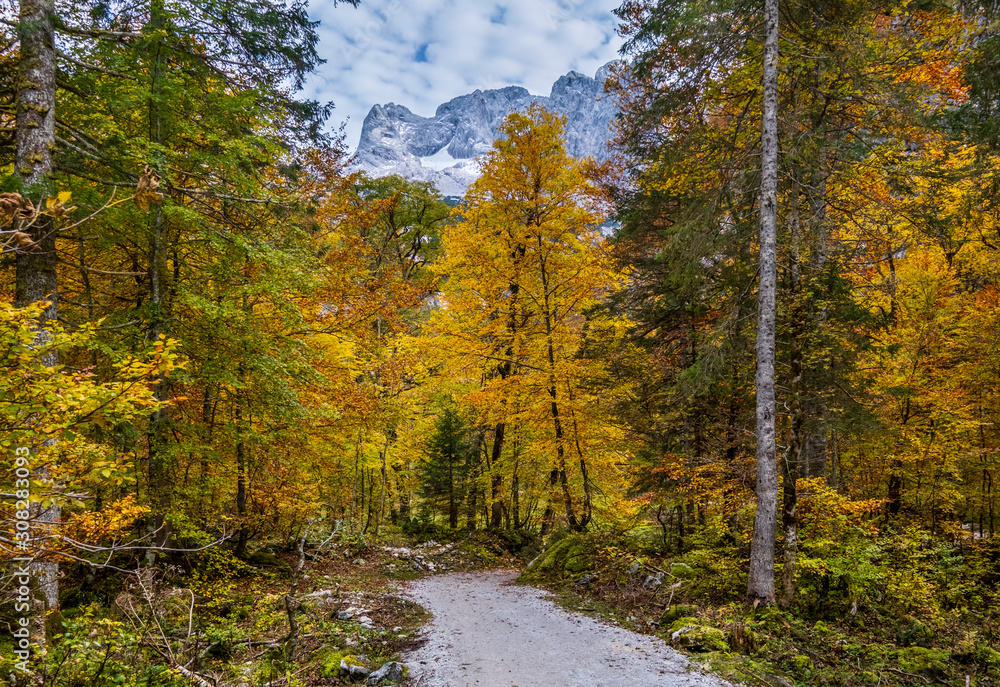 Autumn Alps mountain forest. Near Gosauseen or Vorderer Gosausee lake, Upper Austria. Dachstein summit and glacier in far.