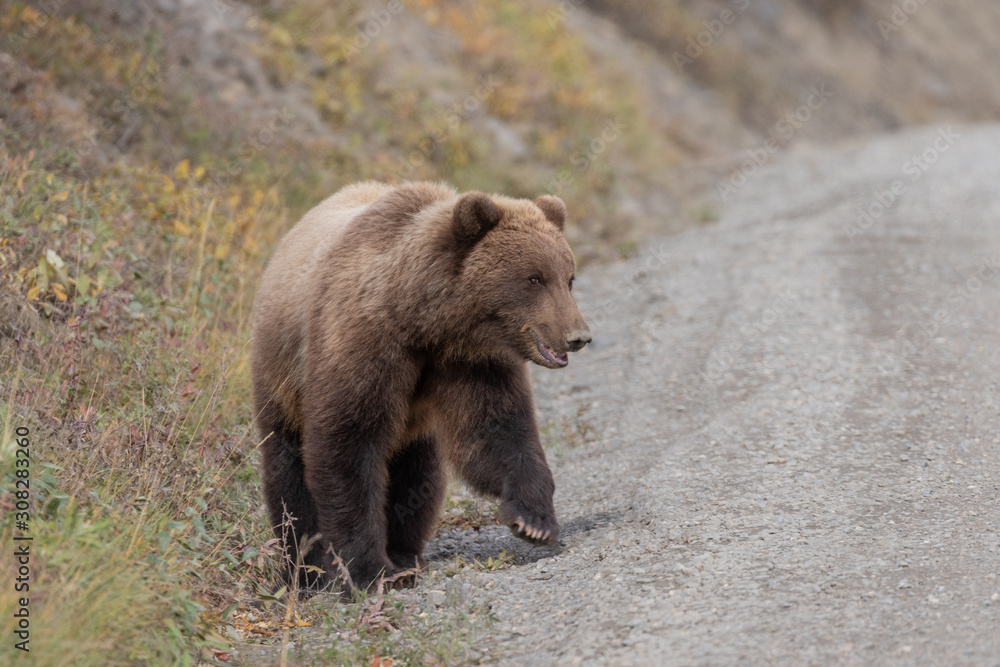 Grizzly Bear in Denali National Park in Autumn Grizzly Bear in Denali National Park in Autumn
