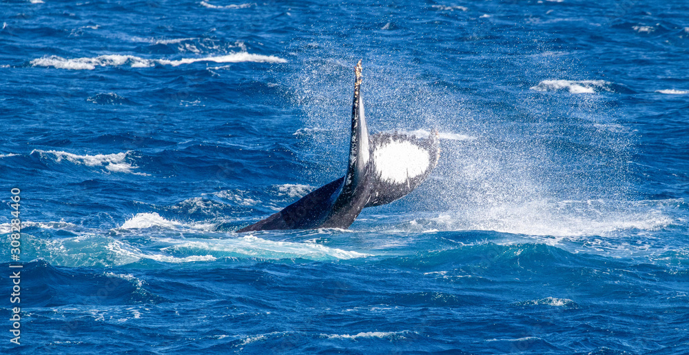 Fototapeta premium humpback whale