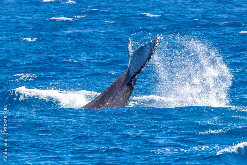 Fototapeta premium humpback whale