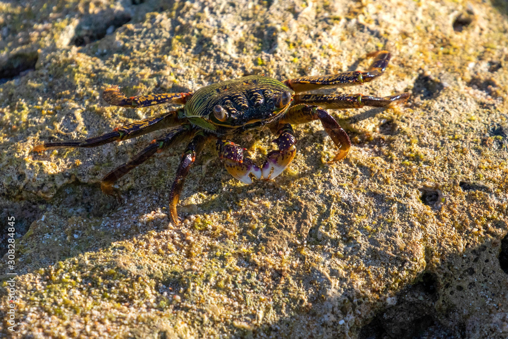 exotique crab