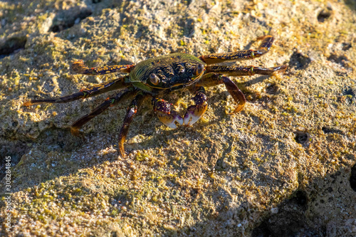 exotique crab