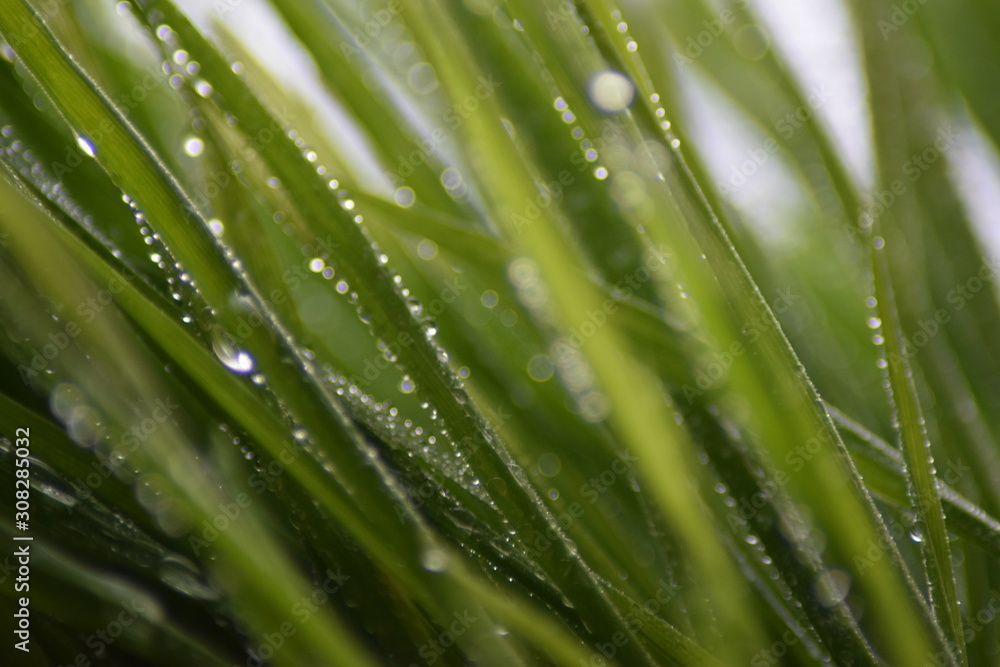 Fototapeta premium Beautiful grass macro with water drops 