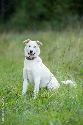 Dog on nature sunny day on the green grass