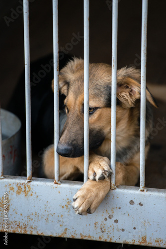 Homeless dog from a dog shelter behind bars