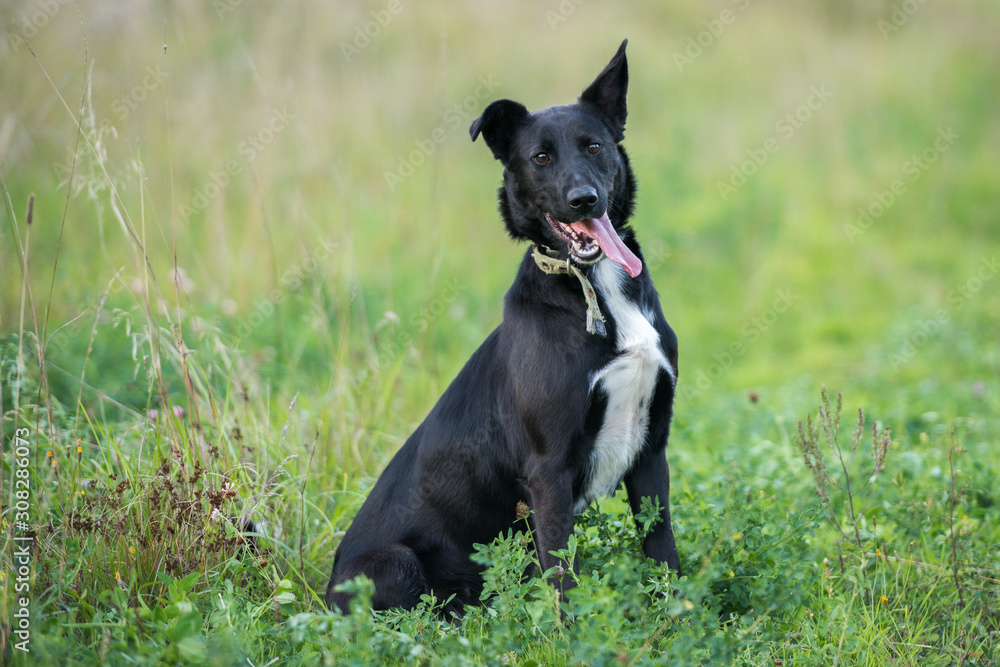 Dog on nature sunny day on the green grass Dog on nature sunny day on the green grass