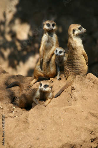 Meerkat on guard their nest in Africa © ali