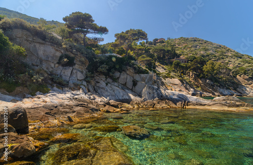 Felsenküste mit Pinien und grünem Wasser Isola del Giglio