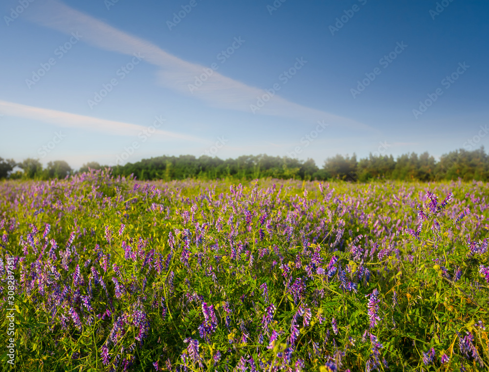 summer prairie with wild flowers