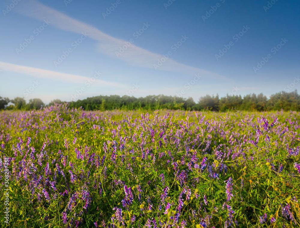summer prairie with wild flowers summer prairie with wild flowers