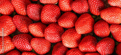 Strawberries red background. Fresh ripe strawberry banner or panorama concept.