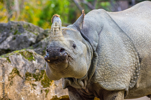 Obraz na plátně Java rhinoceros portrait